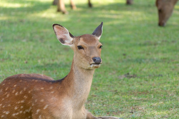 Deer in Nara Park. Japan.Deer is cherished as a divine force of God
