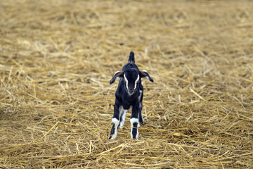 A child goat on the farm with dry straws in the background.