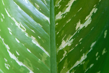soft focus, green leaf background
