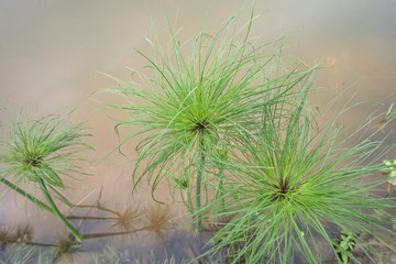 Egyptian papyrus, close up of aquatic plant on the water