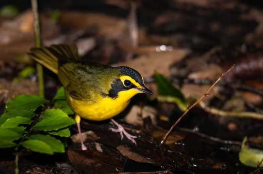 Kentucky Warbler