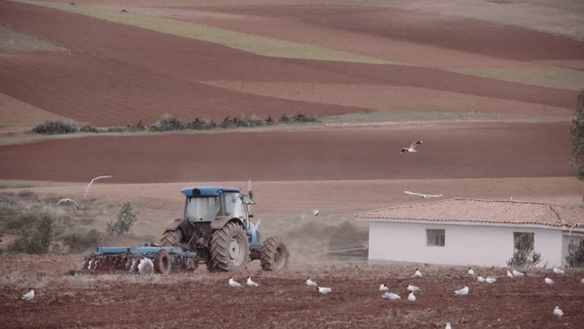 Birds flying around tractor that plows the red ground of the Andean Mountains