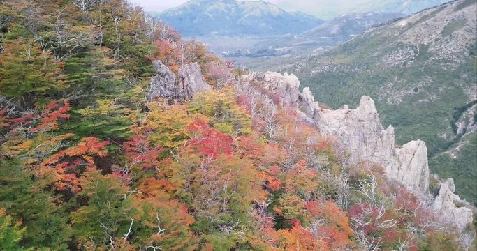Aerial view of the mountain slope, autumn colorful forest in the native lenga trees in the Andean range. 4k