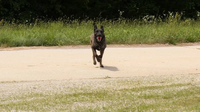 Slow motion of Dutch Shepherd dog running out of thick grass