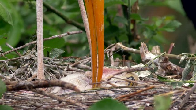 Yellow-billed stork (Mycteria ibis) chicks in nest