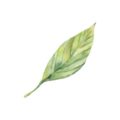 акварели  лист зеленый - 208458810