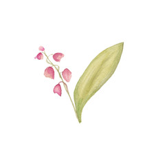 акварели  цветок ландыш розовый - 208458815
