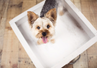 Yorkie Dog Sitting on a photo set in a studio, wood vintage background. 