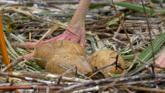 Yellow-billed stork (Mycteria ibis) eggs in nest