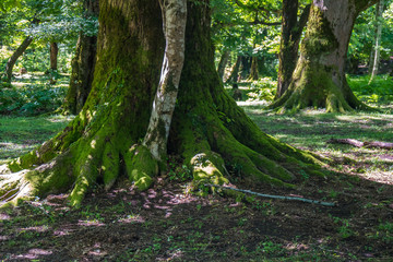 Moss covered tree roots in the forest, Okatse