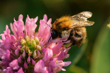 eine Biene sucht nektar in einer Kleeblüte © biggi62