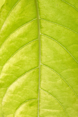 Naklejka na ściany i meble soft focus, green leaf background
