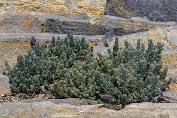 a plant variety living in a stone