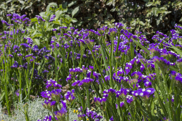 Bellflower in beautiful flower garden for spring season