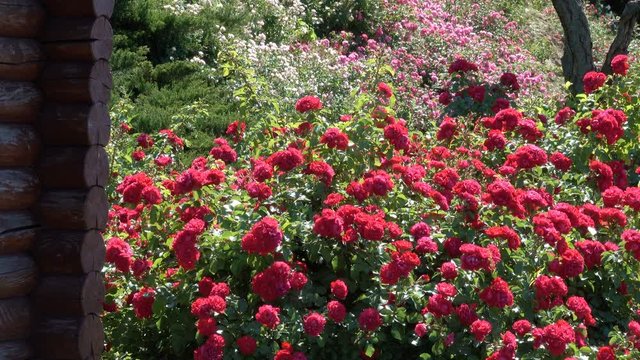 Garden red roses bloom in bright sunny and windy summer day video footage floral colorful background close-up