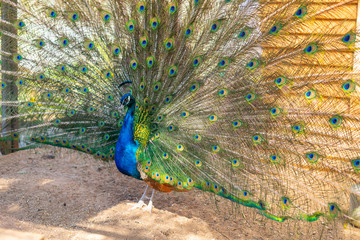 Obraz premium peacock trying to impress female.peacock spreading its tail in the garden. peacock opened his beatiful colourful feathers