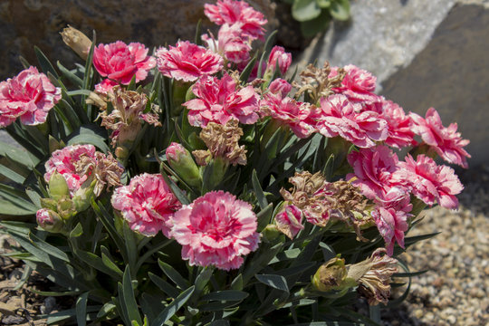 Fototapeta carnations flower in the park among the big stones.