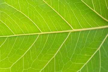 soft focus, green leaf background
