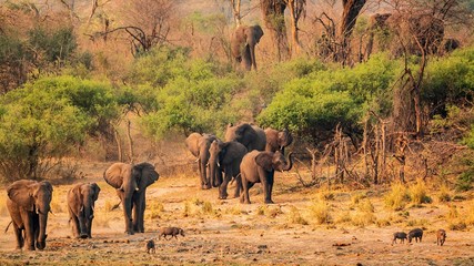 herd of elephants at okavango river bed