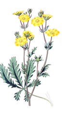 Illustration of plant