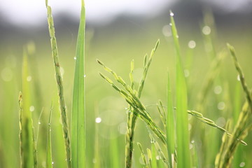 Rice field for green background,copy space.