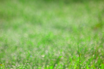 Water drops on morning green grass,For background,Soft focus.for background.