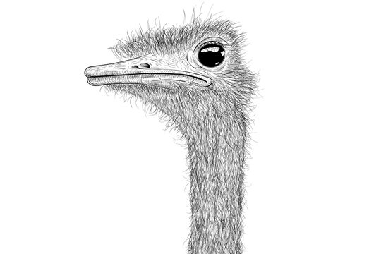 Ostrich sketch. Head closeup