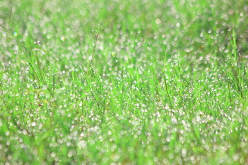 Water drops on morning green grass,For background,Soft focus.for background. 