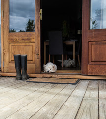 Two bored westies inside a farmhouse, laying on the floor by a door looking outside