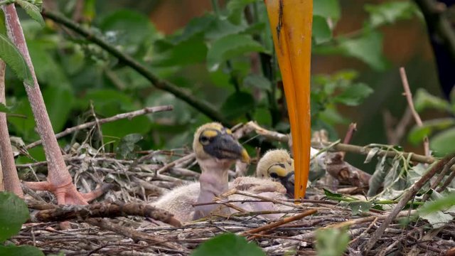 Yellow-billed stork chicks in nest