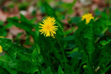 Obraz premium Taraxacum platycarpum (Kanto tanpopo) 