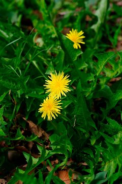 Fototapeta Taraxacum platycarpum (Kanto tanpopo)  