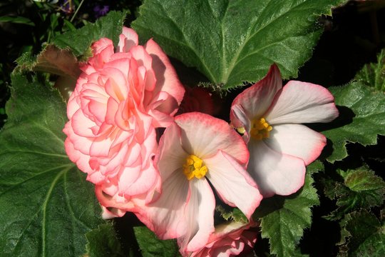 pretty pink flowers of begony plant 