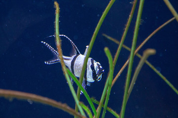 Ocean Life © Alexander