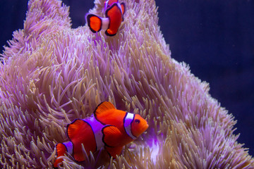 Ocean Life