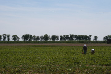 Erdbeeren Selbstpflücke, pick your own strawberries in Altlandsberg, Germany