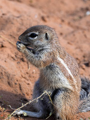 Striped Ground Squirrel, Xerus erythropus, looking for food in Kalahari, South Africa