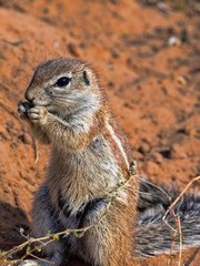 Striped Ground Squirrel, Xerus erythropus, looking for food in Kalahari, South Africa