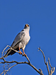 Pale chanting goshawk, Melierax canorus, sitting in a high tree,  Kalahari South Africa