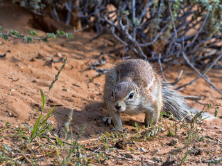 Naklejka na ściany i meble Striped Ground Squirrel, Xerus erythropus, looking for food in Kalahari, South Africa