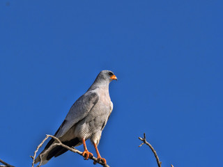 Pale chanting goshawk, Melierax canorus, sitting in a high tree,  Kalahari South Africa