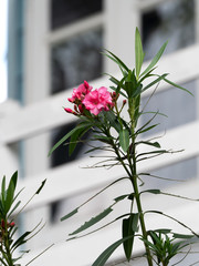 Pink Nerium Oleander Flower with Pink Buds Isolated on Blurred Background