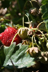 Erdbeeren Selbstpflücke, pick your own strawberries in Altlandsberg, Germany