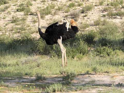 Ostrich, Struthio camelus, in the blooming desert, Kalahari, South Africa