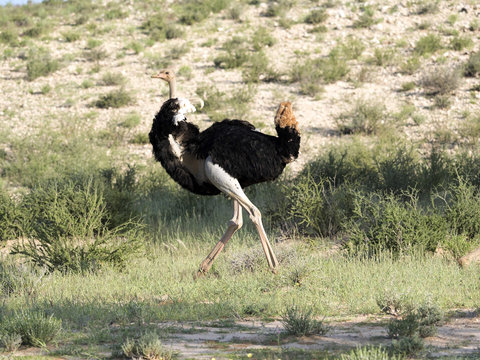 Ostrich, Struthio camelus, in the blooming desert, Kalahari, South Africa