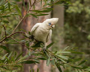 Close-up of Australian Corella (Licmetis) - a subgenus of white cockatoos - feeding in an acacia bush