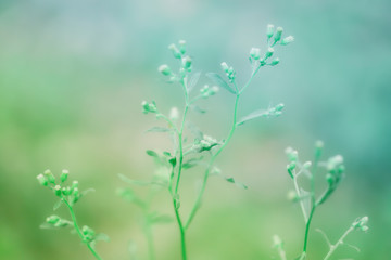 soft focus grass flower spring nature photo  relax outdoor photo background