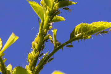 small black aphid on a green leaf in the open air close up