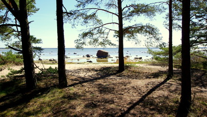 Las sosnowy przy bałtyckiej plaży - schronienie w cieni podczas wakacji nad morzem