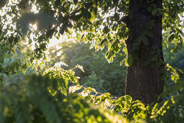 Spring forest with flowering fruit trees top view